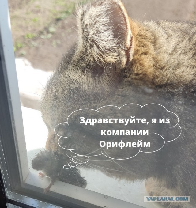 Подборка картинок 1.05.2023