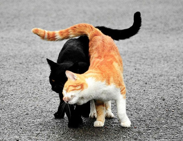 Начинаем котофторник?