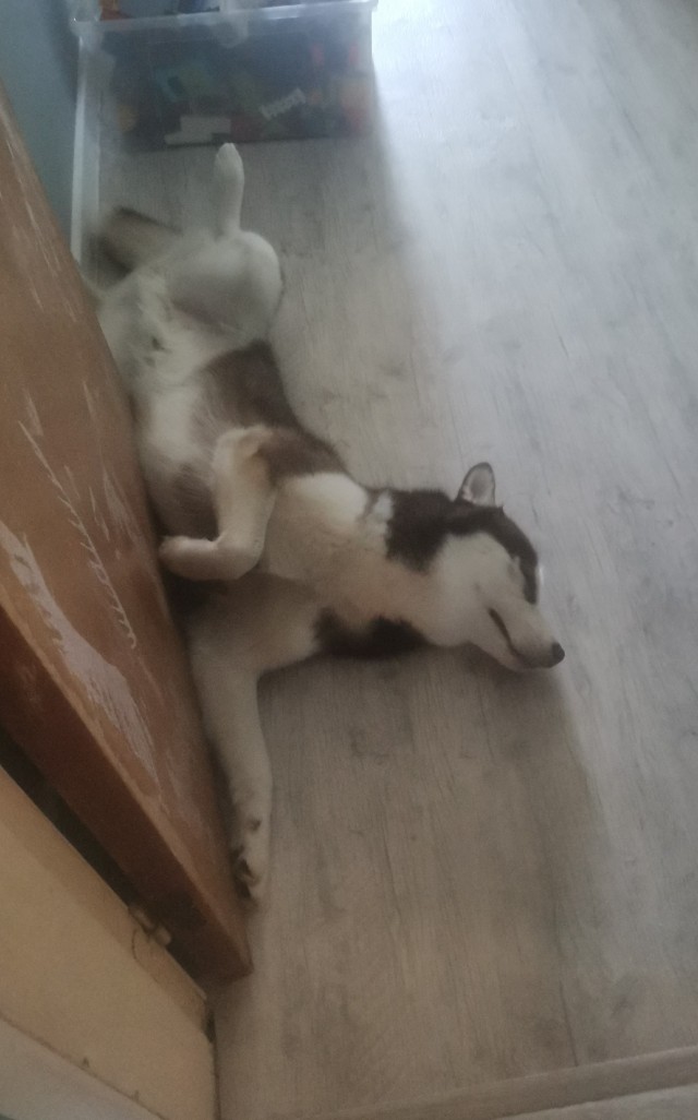 Котя моя. Ну и пусть собакочетверг!