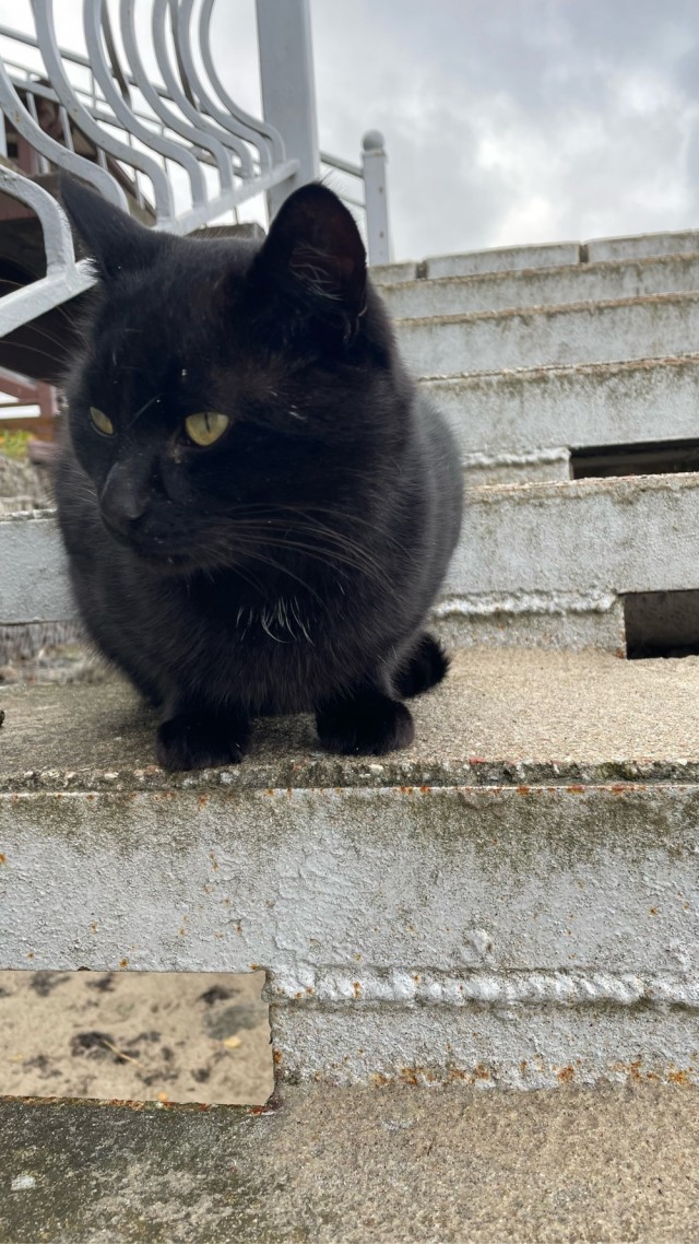Котовторник