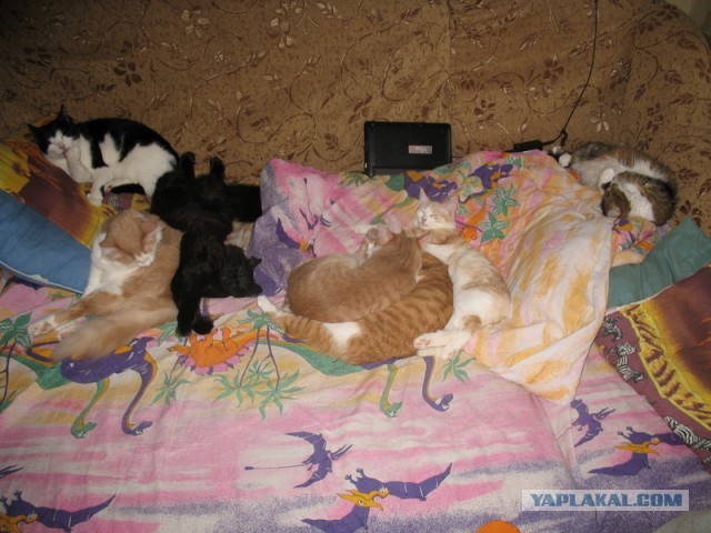 Если не я, то кто?