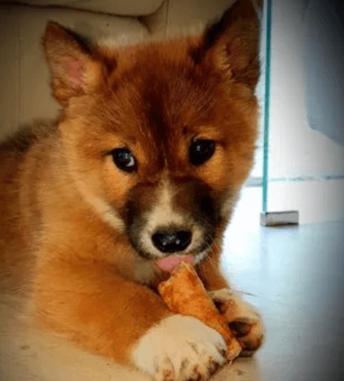 Найденный в саду бездомный «щенок» оказался вовсе не собакой