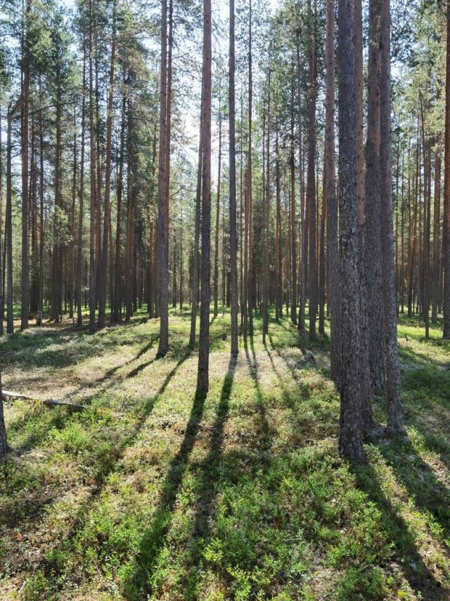 Сплав по реке Волома, Карелия, 20-29 июня 2023 года