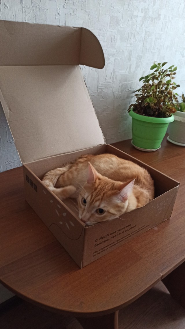 Первый Котовторник 2024