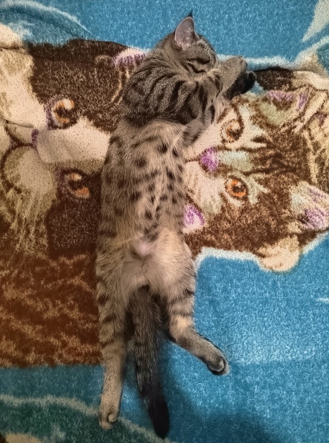 Моника