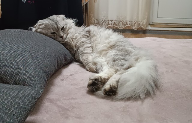 А в какой позе у вас спят кошки?
