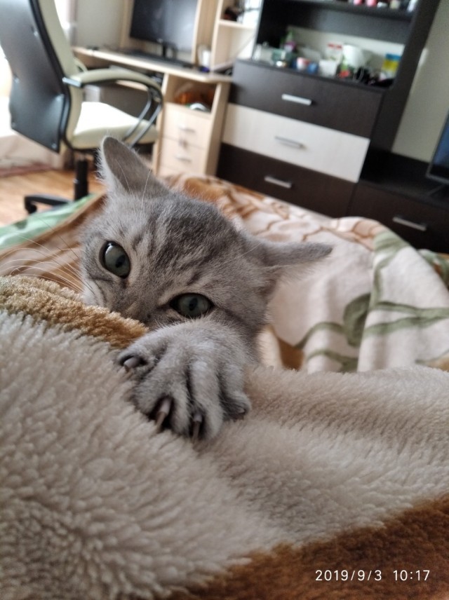 Всех с котовторником