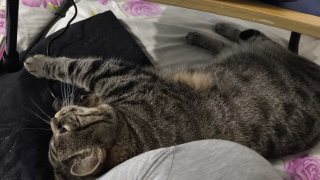Маленький котёнок украл сердца всей семьи
