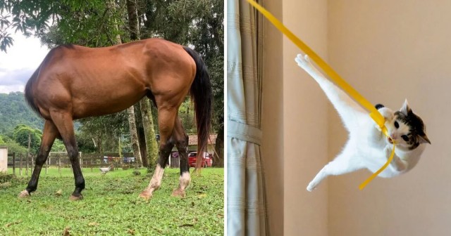 Посмеяться с питомцами: финалисты Comedy Pet Photography Awards