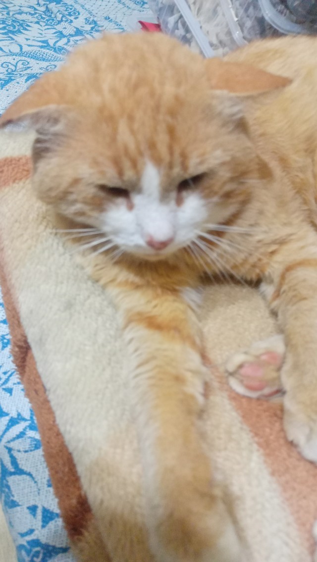 Принимайте в ряды которабов
