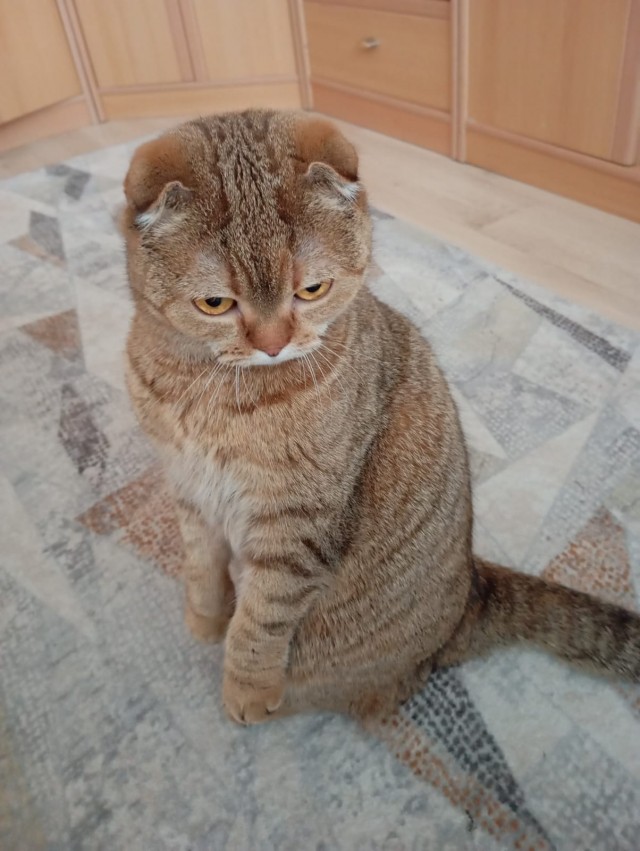 К котовторнику