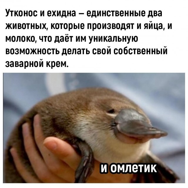 Будь человеком, дай пожрать