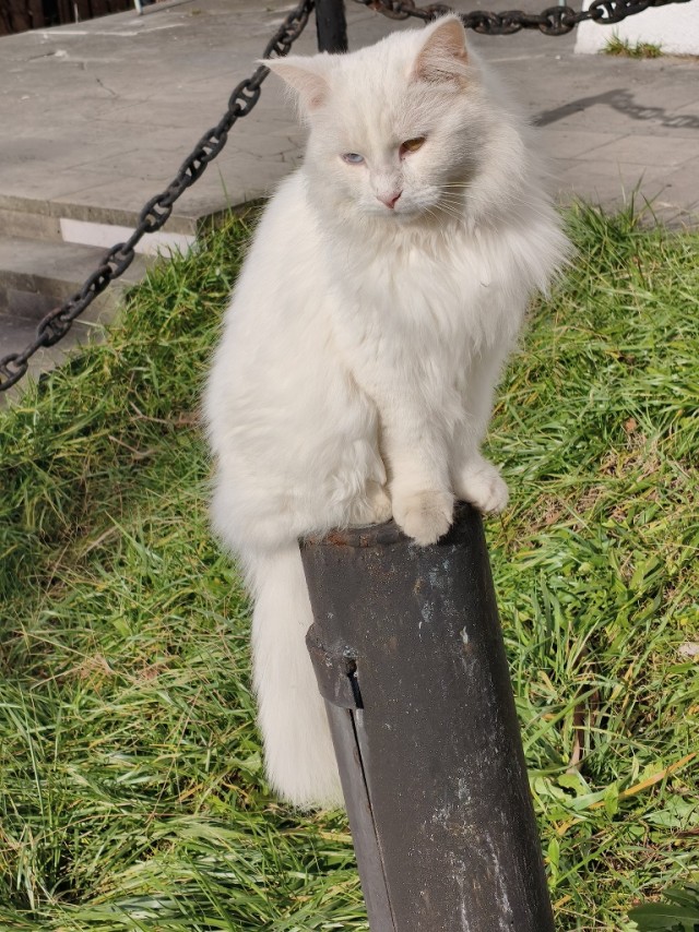 Уличные котики