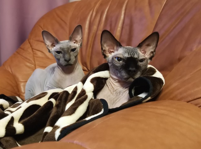 Всех причастных с котовторником!