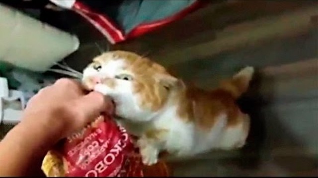 А ты покормил котика?