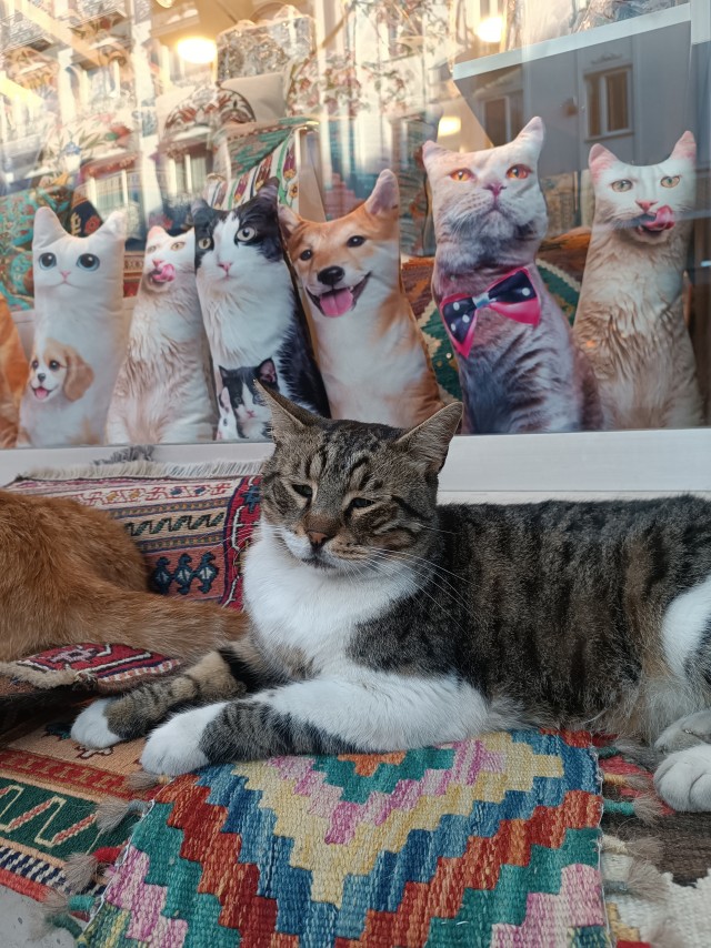 Уличные кошки Стамбула — 2