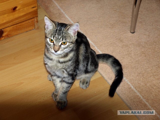 Котовторник 03.09.2013