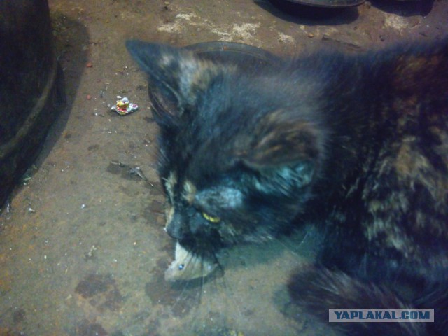 Котовторник   31.12.  2013
