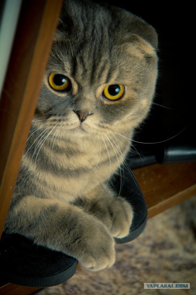 Котовторник  28.01.14