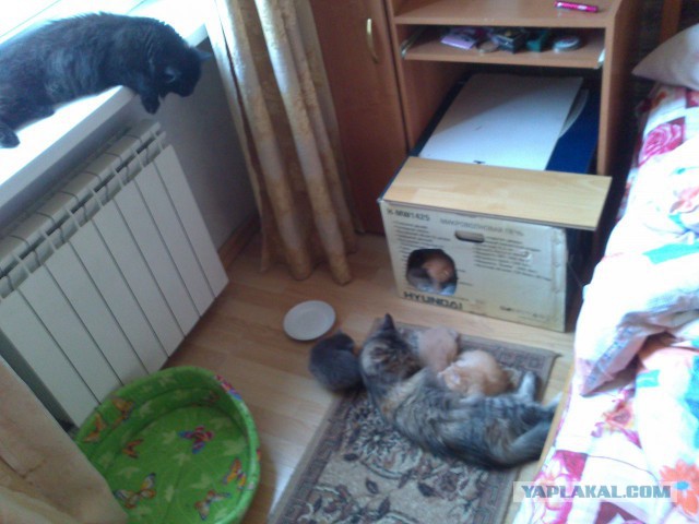 Польза от котов