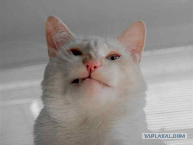 Котовторник 25.02.2014