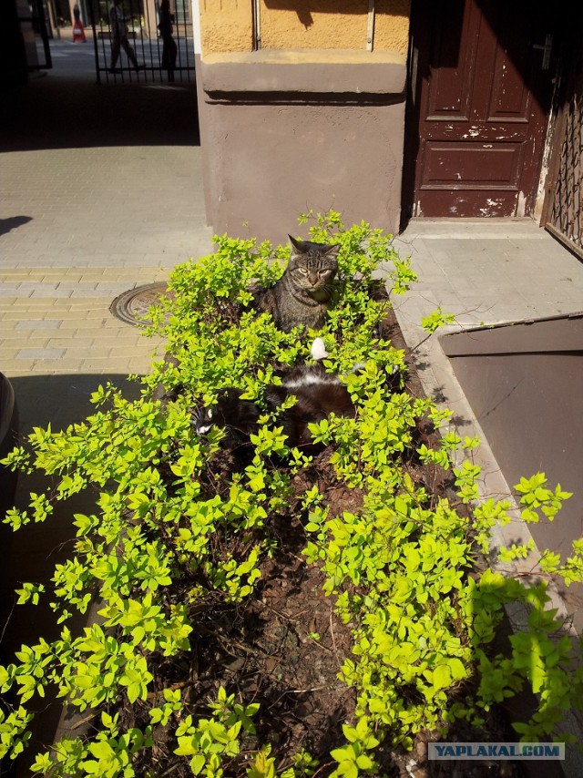 Котовторник 29.04.14.