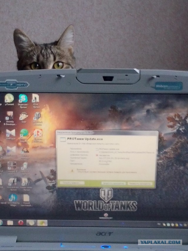 Котовторник 10.06.2014
