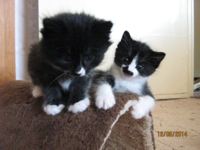 Котовторник 12.08.2014