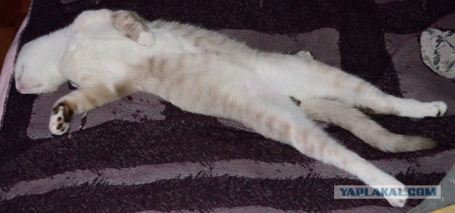 Котовторник 09.09.2014