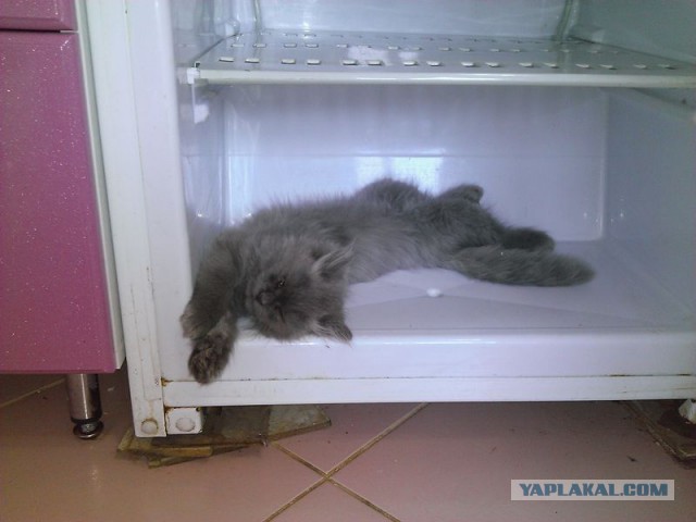 Котовторник 16.09.14