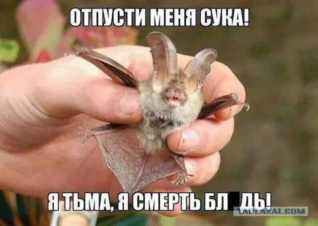 Моя подборка веселенькой мути
