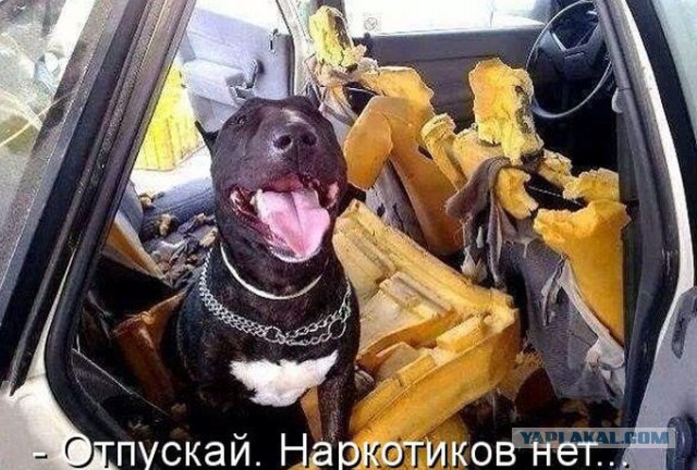 Весёлые картинки