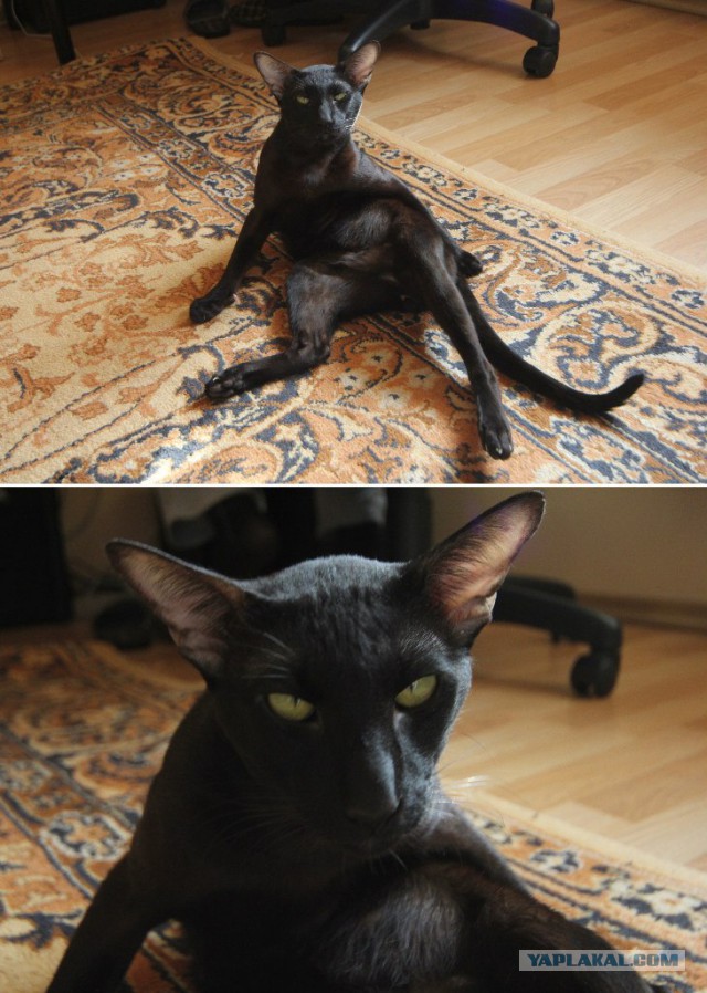 Моя кошка гопник!