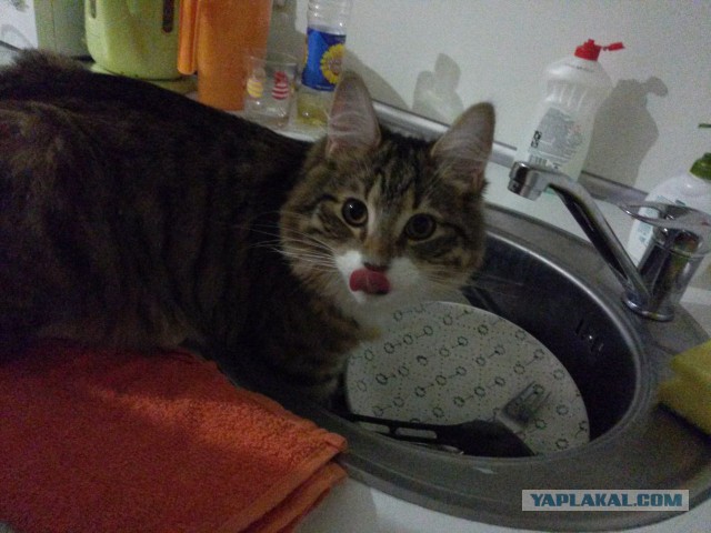 Моим котам