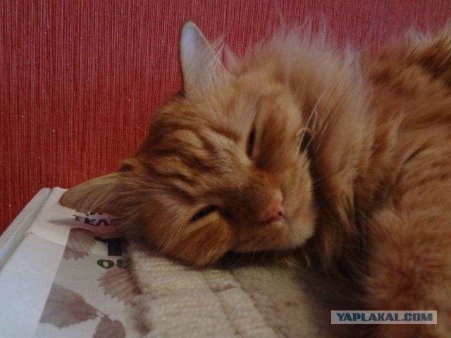 Котовторник 27.01.2015