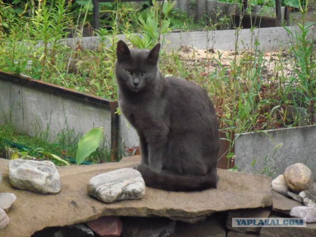 Котовоскресенье