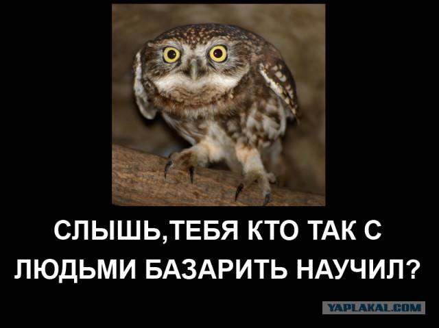 Забавных животных  фото