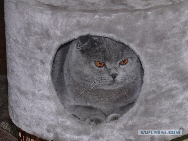 Котовторник 31.03.2015