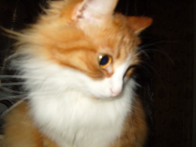 Котовторник 31.03.2015