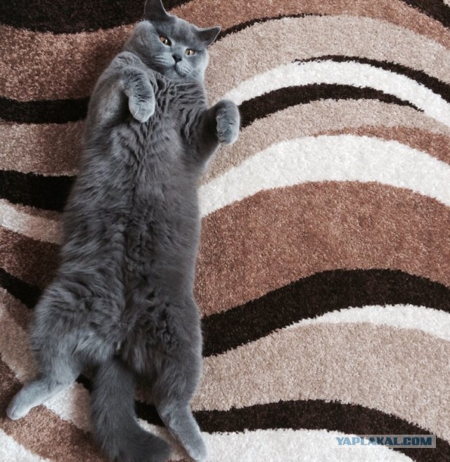 Котовторник   02.06.2015