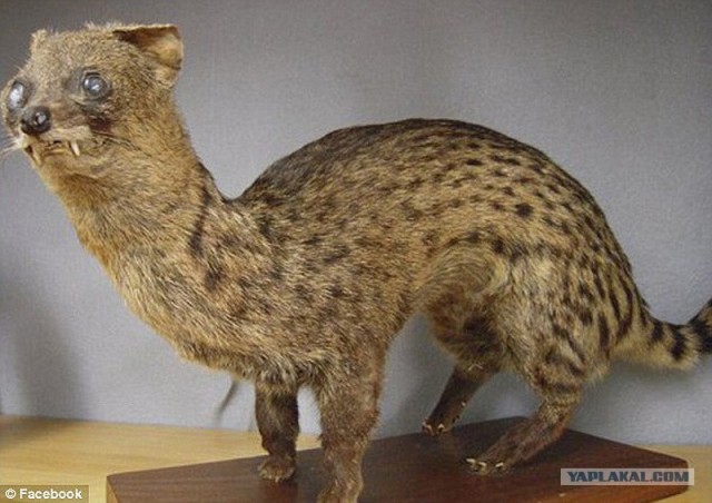 Чучело лисы