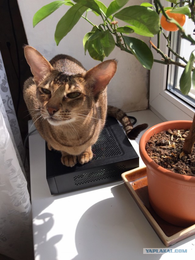 Котовторник  21.07.2015