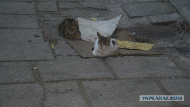 Котовторник 04.08.2015
