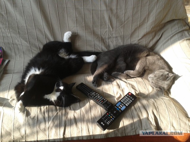 Котовторник 20.10.2015