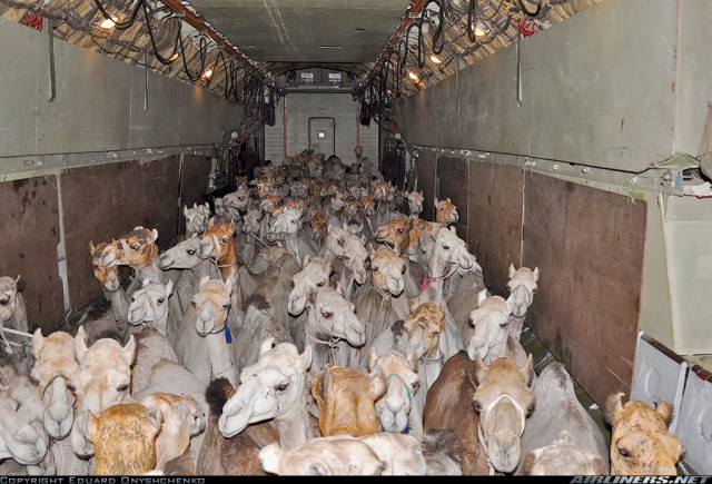 Авиакурьезы и просто необычные фото