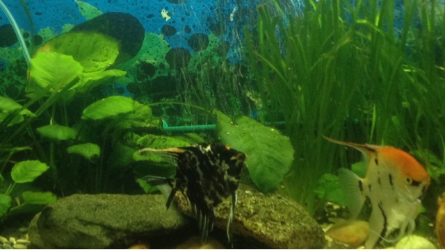 Аквариумные страдания