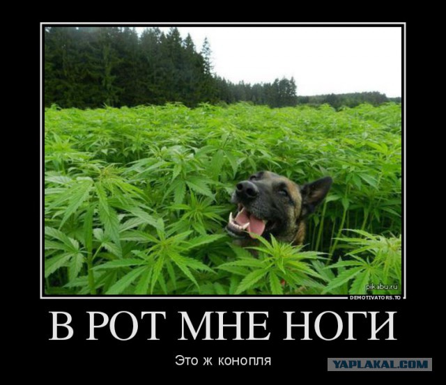 Обнаружено растение, убивающее рак