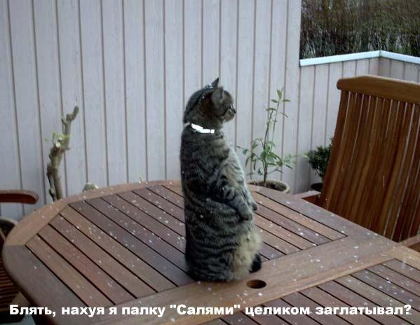 Кот и колбаса