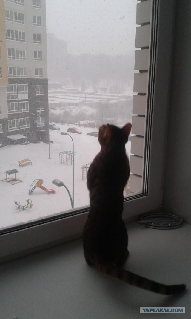 Котовторник - начало