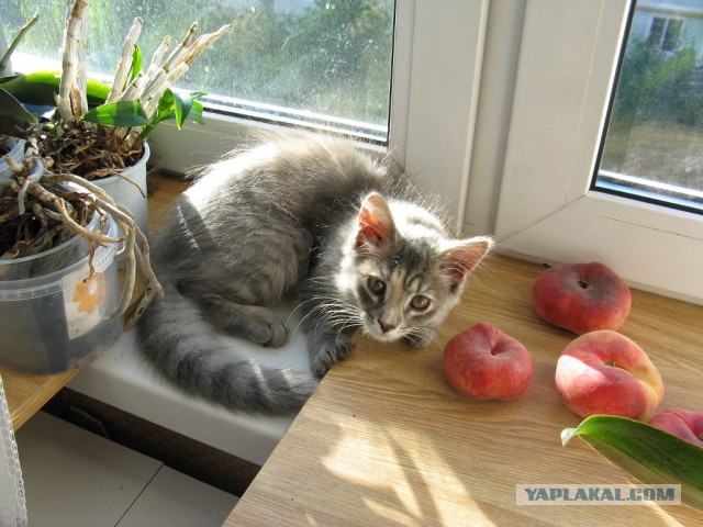 Как я кота приютил